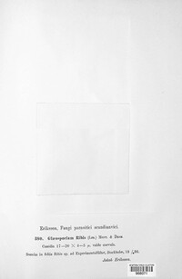 Drepanopeziza ribis image